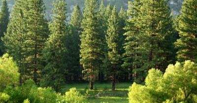 Wsparcie na inwestycje leśne lub zadrzewieniowe – nabór startuje 1 czerwca