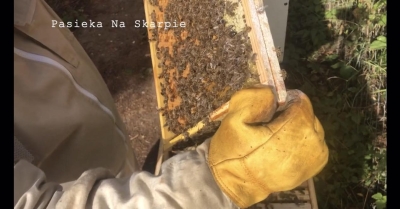 Pasieka Na Skarpie, powiat gorzowski