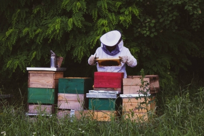 Pasieka z buczynowego lasu, powiat żarski