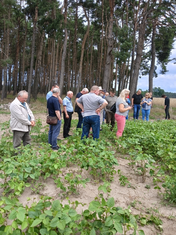 Operacja „Wsparcie dla projektów demonstracyjnych i działań informacyjnych” w zakresie produkcji i wykorzystania krajowych źródeł białka na cele paszowe