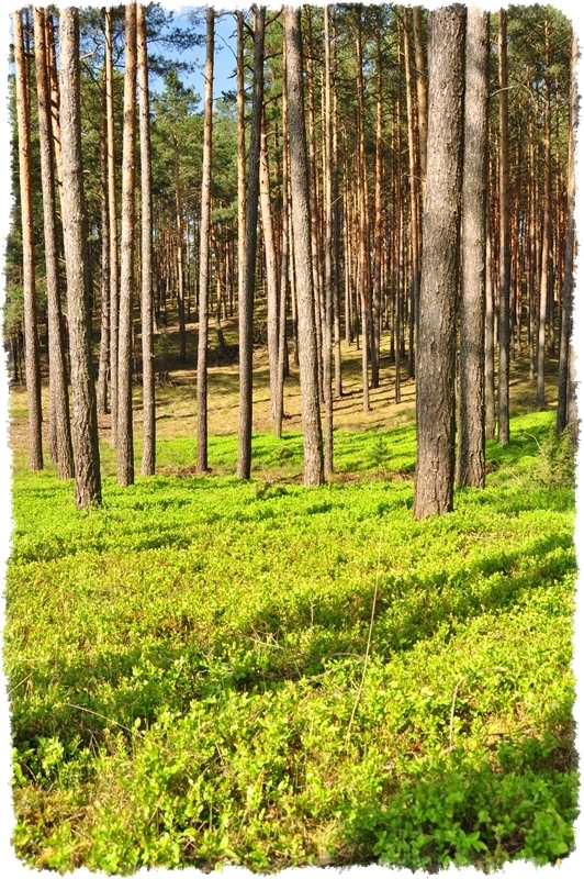 Gospodarstwo Agroturystyczne "Nad Wartą"