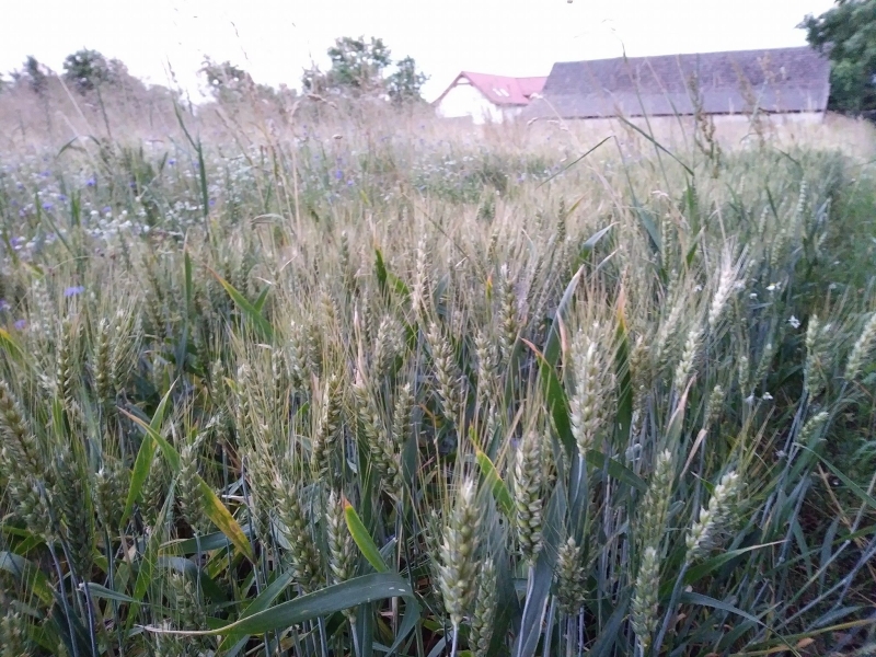Gospodarstwo Agroturystyczne "Strużka"