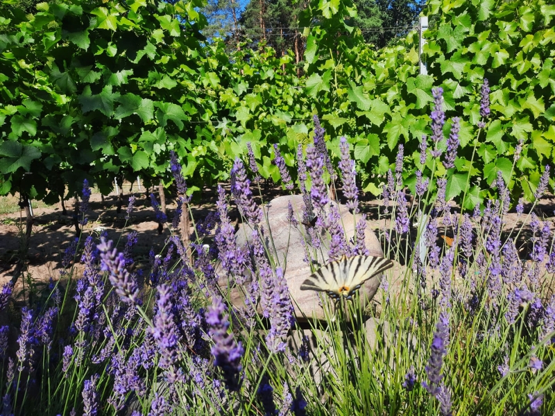 Gospodarstwo Agroturystyczne "Wwinnica Pod Wieżą"