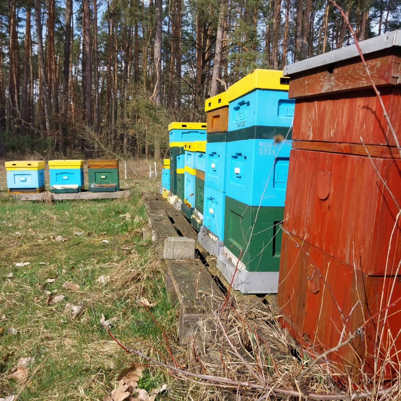 Pasieka Bronowice, powiat strzelecko-drezdenecki