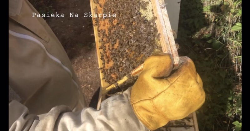 Pasieka Na Skarpie, powiat gorzowski