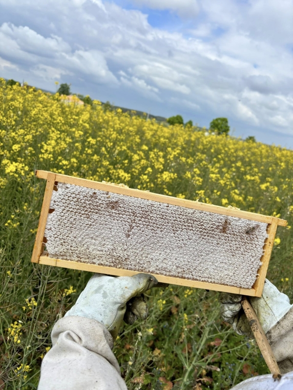 Pasieka nad Odrą, powiat krośnieński