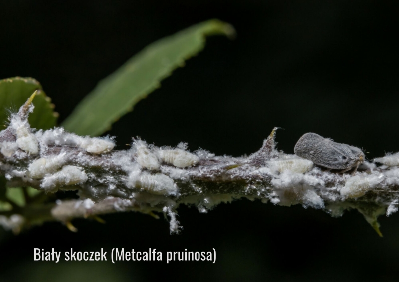Dlaczego nowe szkodniki stają się coraz groźniejsze w Polsce?