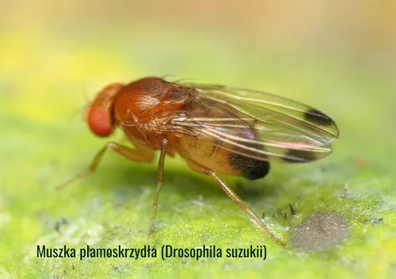 Dlaczego nowe szkodniki stają się coraz groźniejsze w Polsce?