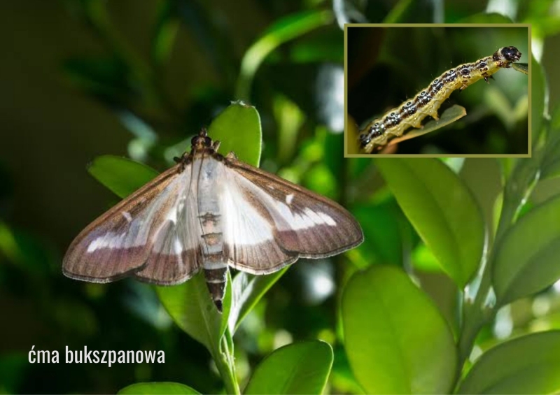 Dlaczego nowe szkodniki stają się coraz groźniejsze w Polsce?