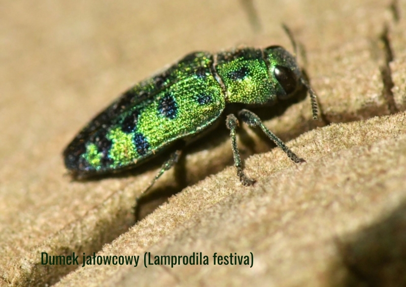 Dlaczego nowe szkodniki stają się coraz groźniejsze w Polsce?