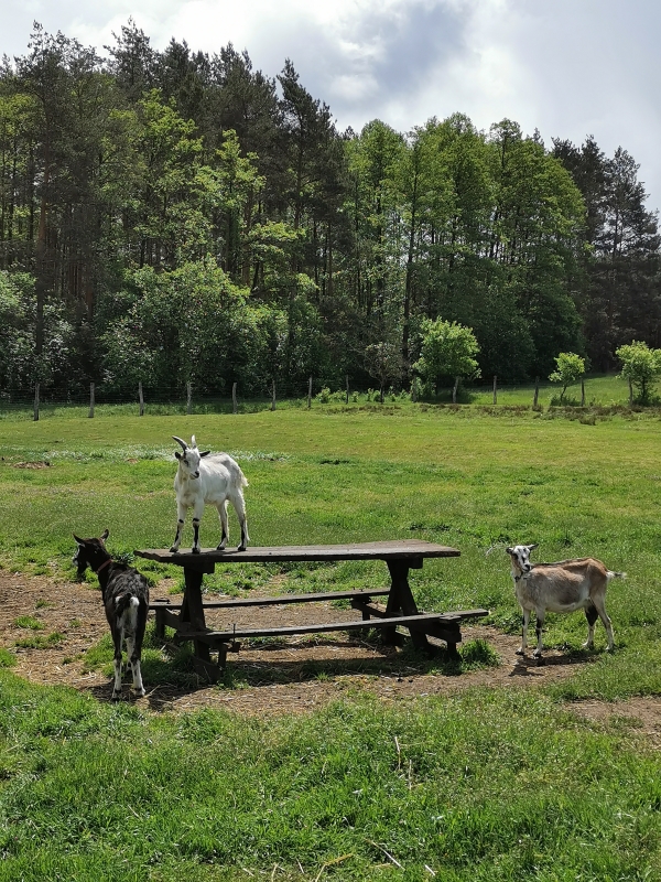 Poznajmy lubuskie Zagrody Edukacyjne- Koziołek Suchodołek w nowej zagrodzie