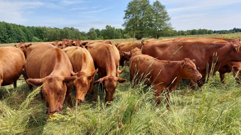V Konferencja Hodowców Bydła w ramach operacji pn.: Hodowla bydła szansą na rozwój dla lubuskich rolników