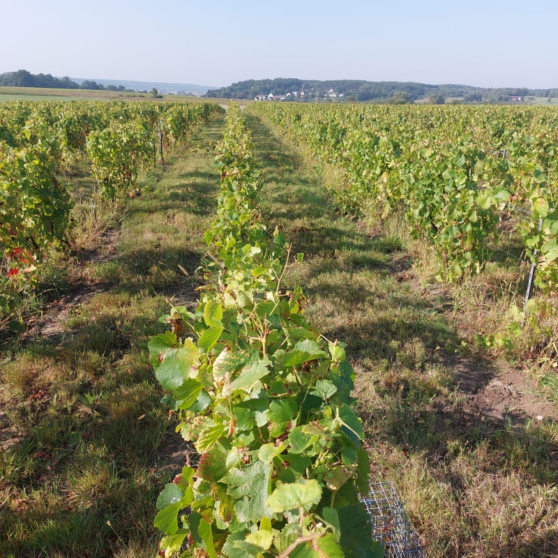 Winnica Gostchorze