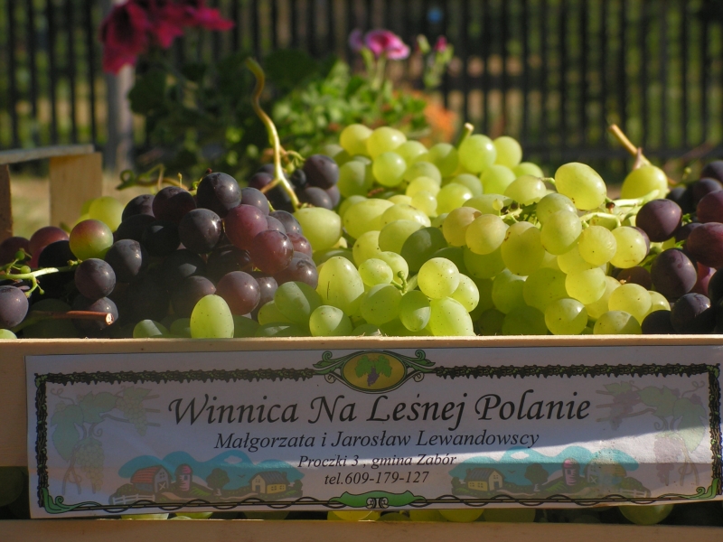Winnica NA LEŚNEJ POLANIE