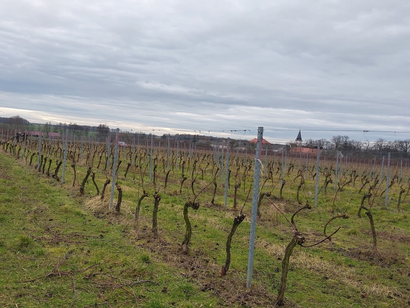 Winnica SAINT VINCENT