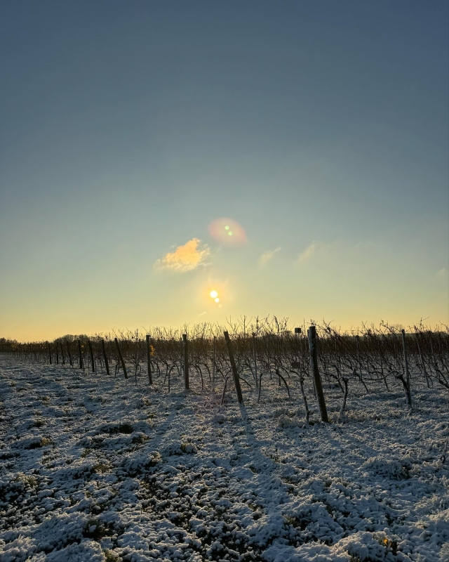 Winnica SAINT VINCENT