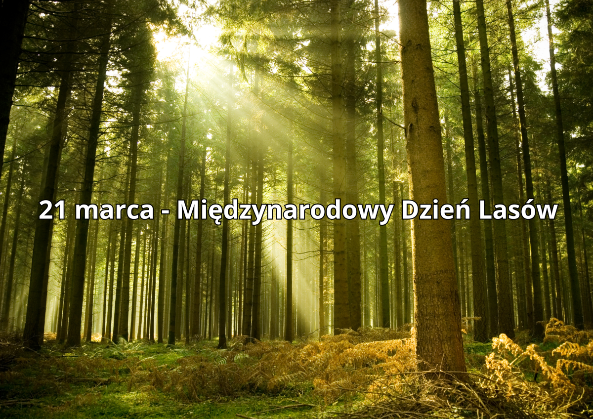 21 marca – Międzynarodowy Dzień Lasów