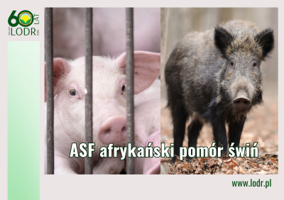 ASF afrykański pomór świń