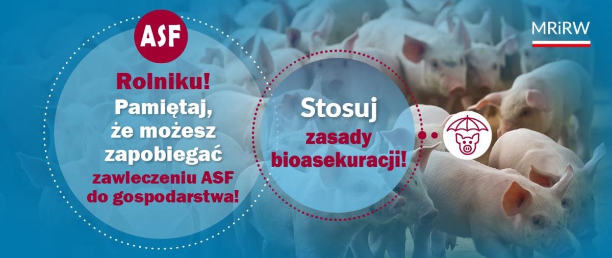 ASF – przypominamy o zasadach bioasekuracji