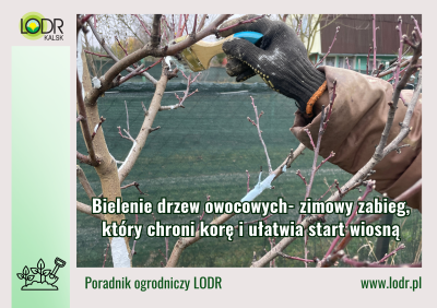 Bielenie drzew owocowych