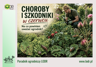 Choroby i szkodniki w czerwcu. Na co powinien uważać ogrodnik?