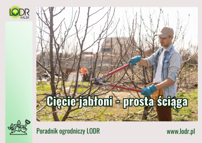 Cięcie jabłoni - prosta ściąga