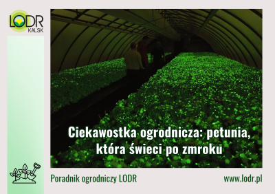Ciekawostka ogrodnicza: petunia, która świeci po zmroku