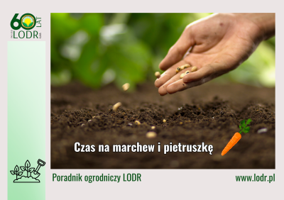 Czas na marchew i pietruszkę!