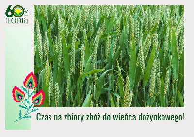 Czas na zbiory zbóż do wieńca dożynkowego!