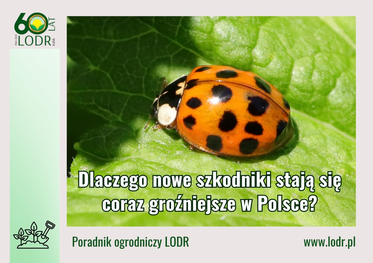 Dlaczego nowe szkodniki stają się coraz groźniejsze w Polsce?