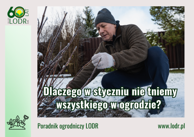 Dlaczego w styczniu nie tniemy wszystkiego w ogrodzie?