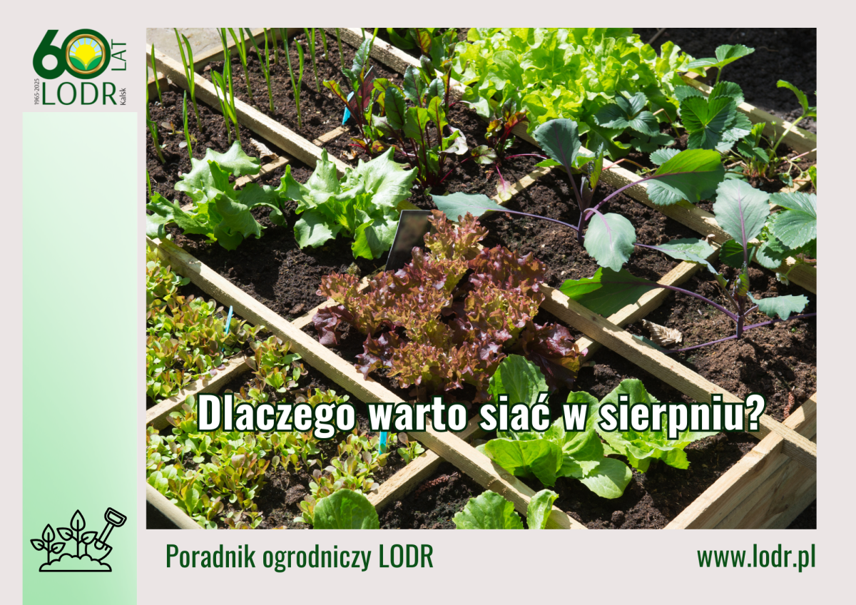 Dlaczego warto siać w sierpniu?