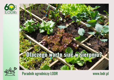 Dlaczego warto siać w sierpniu?