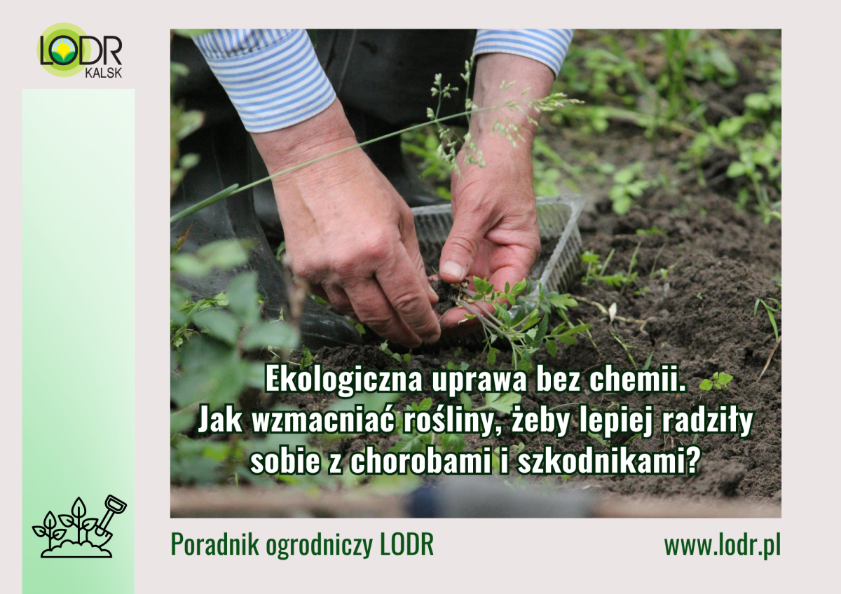 Ekologiczna uprawa bez chemii. Jak wzmacniać rośliny, żeby lepiej radziły sobie z chorobami i szkodnikami?