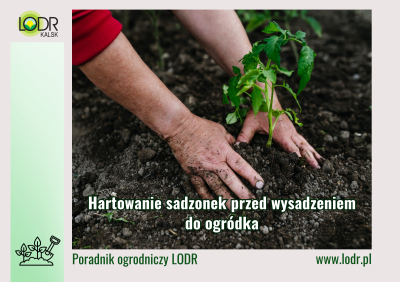 Hartowanie sadzonek przed wysadzeniem do ogródka