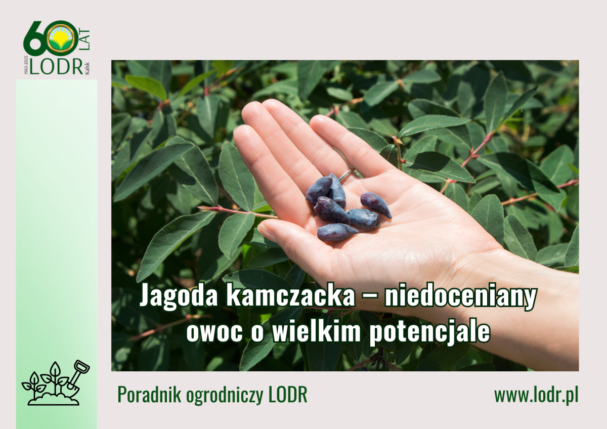 Jagoda kamczacka – niedoceniany owoc o wielkim potencjale