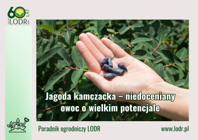 Jagoda kamczacka – niedoceniany owoc o wielkim potencjale