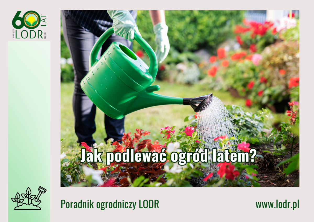 Jak podlewać ogród latem?