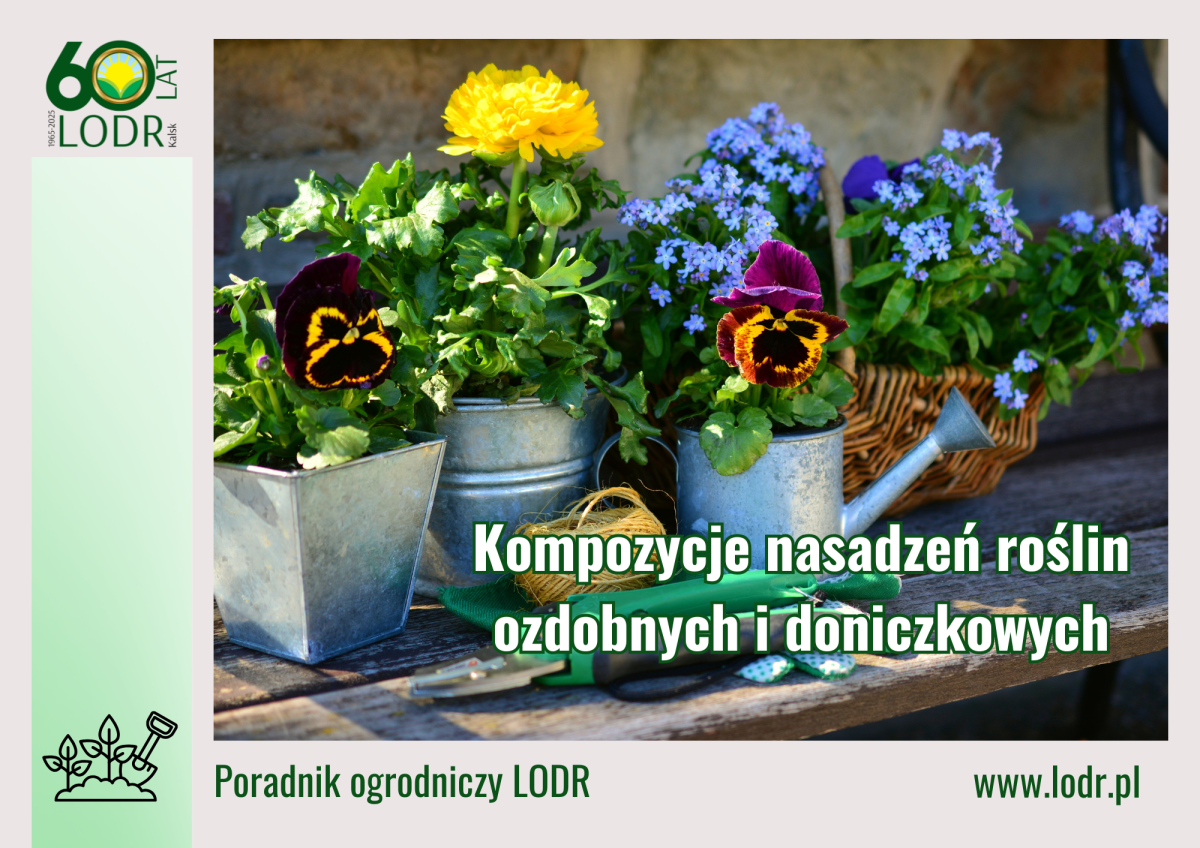 Kompozycje nasadzeń roślin ozdobnych i doniczkowych