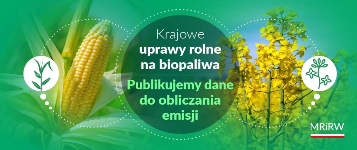 Grafika MRIRW