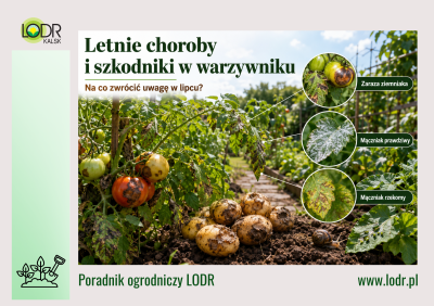 Letnie choroby i szkodniki w warzywniku. Na co zwrócić uwagę w lipcu?