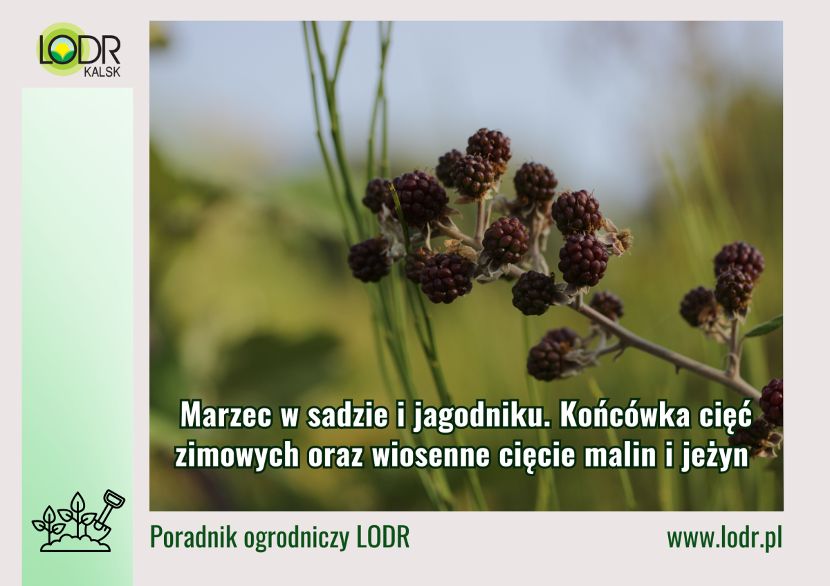 Marzec w sadzie i jagodniku