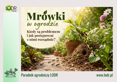 Mrówki w ogrodzie. Kiedy są problemem i jak postępować z nimi rozsądnie?