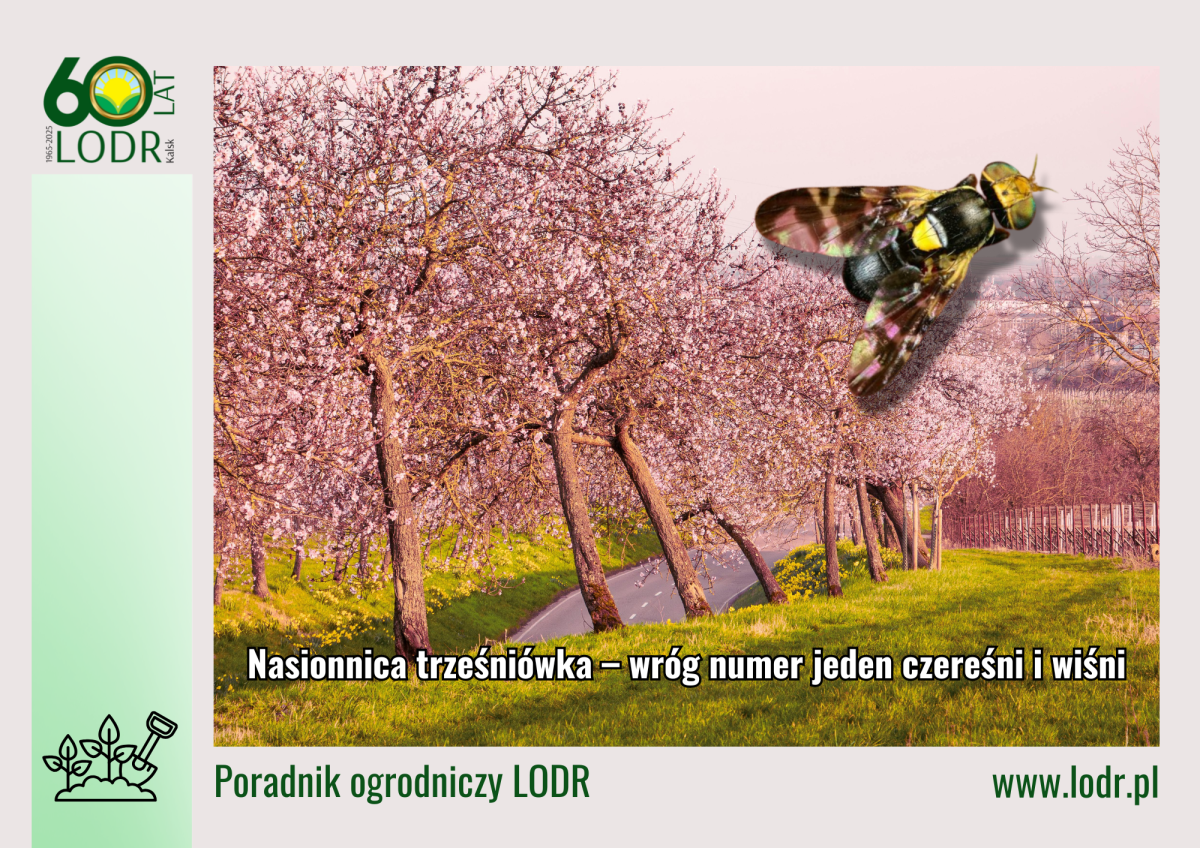 Nasionnica trześniówka – wróg numer jeden czereśni i wiśni