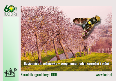 Nasionnica trześniówka – wróg numer jeden czereśni i wiśni