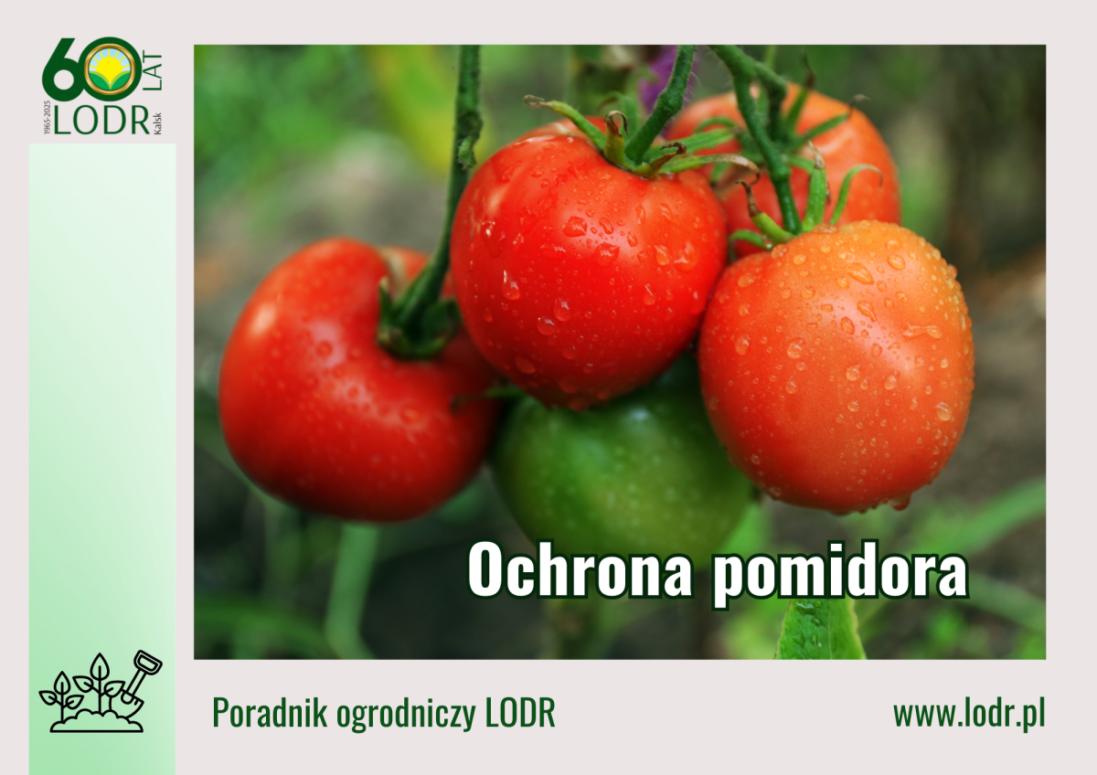 Ochrona pomidora