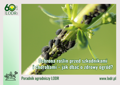 Ochrona roślin przed szkodnikami i chorobami – jak dbać o zdrowy ogród?