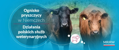 Ogniska pryszczycy w Niemczech – działania podejmowane przez polskie służby weterynaryjne