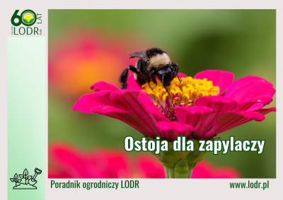 Poradnik ogrodniczy