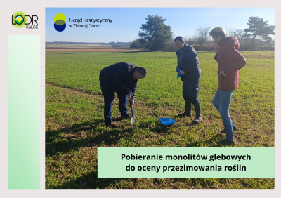 Pobieranie monolitów glebowych do oceny przezimowania roślin